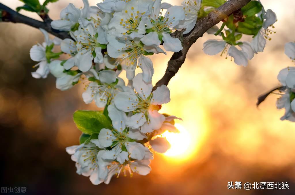 朝花夕拾读后感,一边怀想,一边遗忘