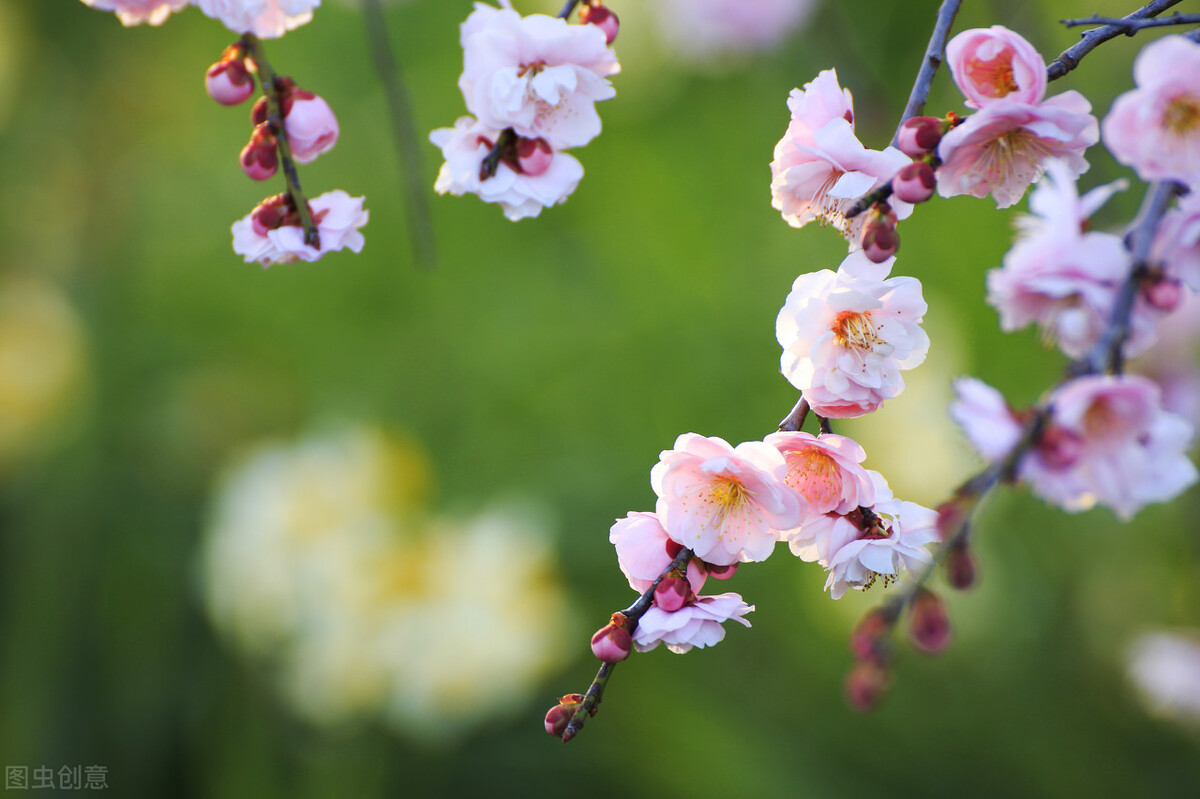 初中满分作文《生命如花》生命如花海,拼搏更精彩