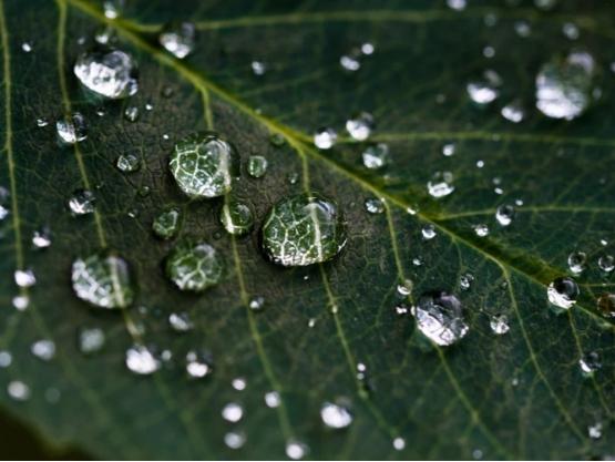 雨水节气的含义是什么意思,有哪些时令美食?