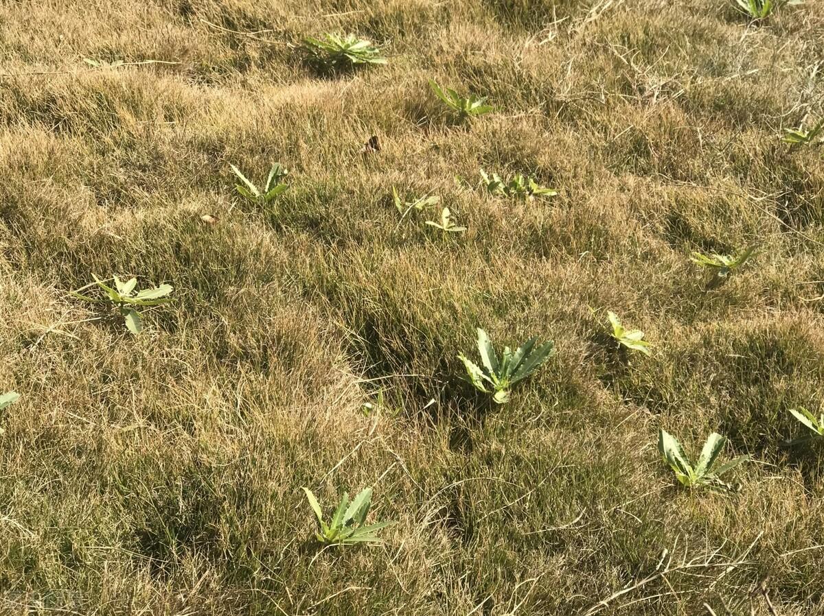 霜降后哪些蔬菜更好吃（霜降当季蔬菜有哪些）