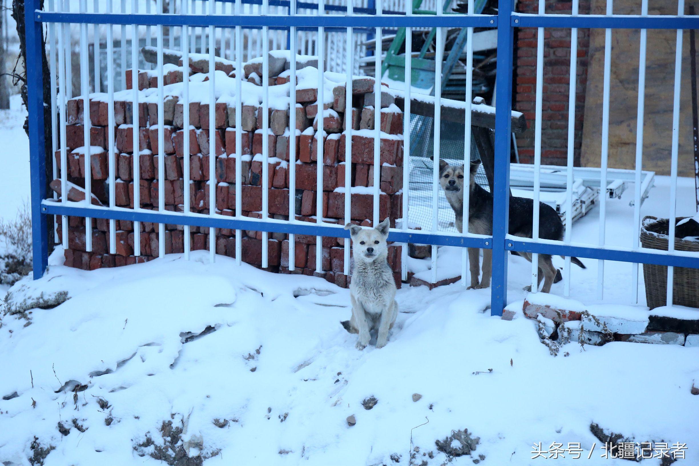 东北小屯子被白雪覆盖，宅基地有半晌地大，车子披棉被，街道空空