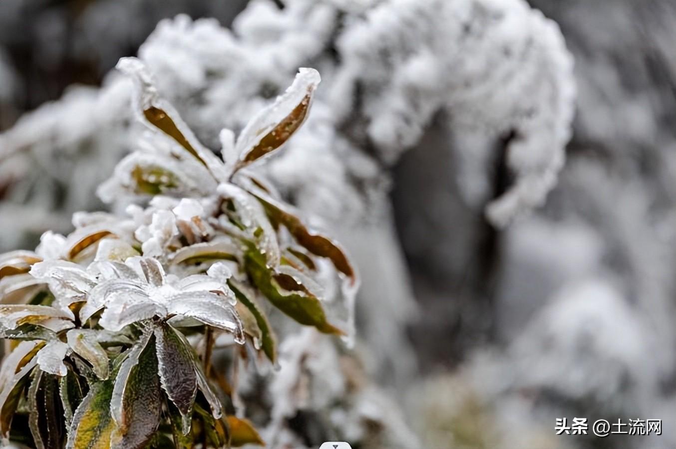 大雪节气不下雪有什说法吗，预示着今年什么天气？