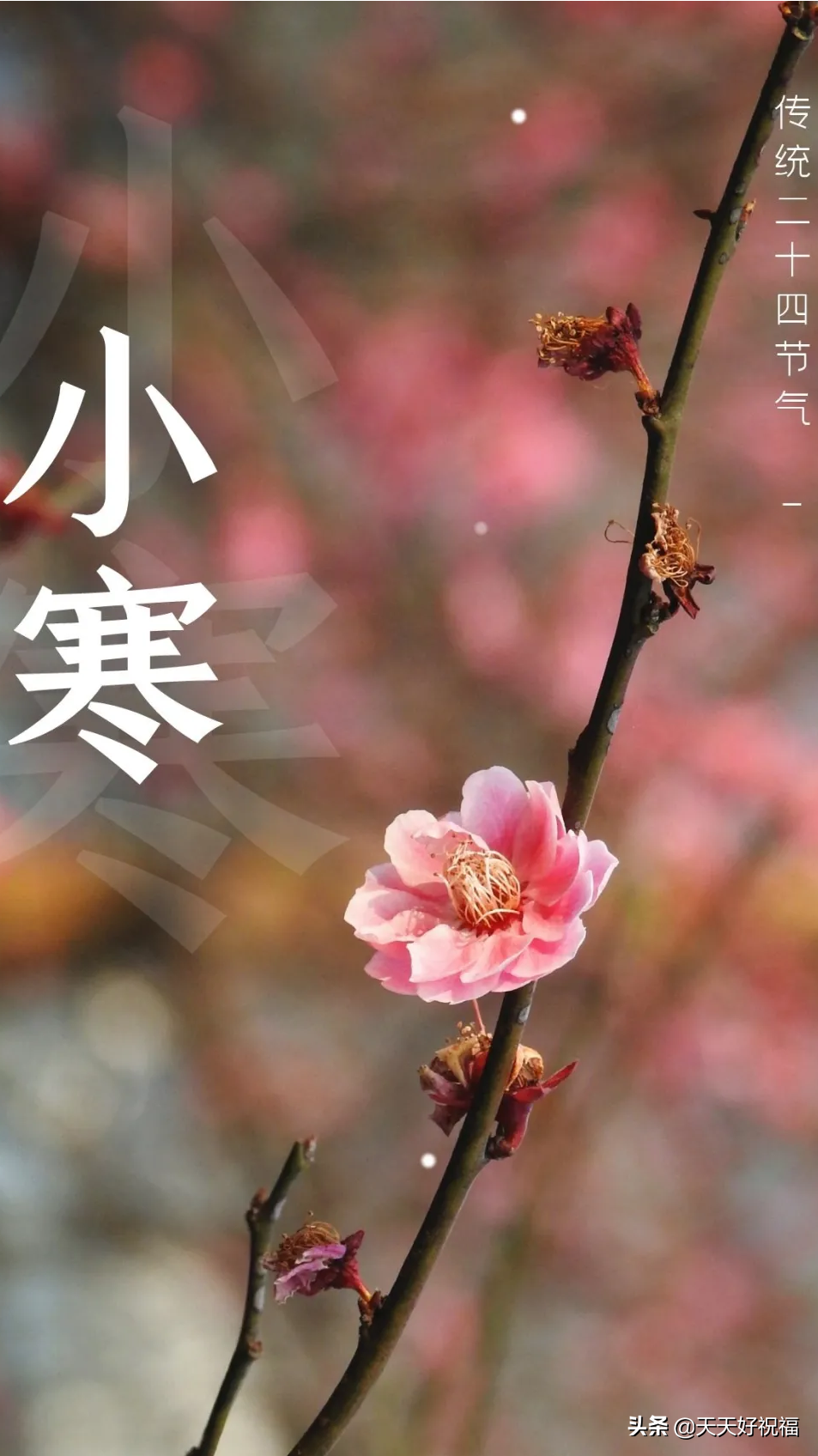 小寒朋友圈说说的好句子大全(关于小寒的朋友圈文案图片大全)