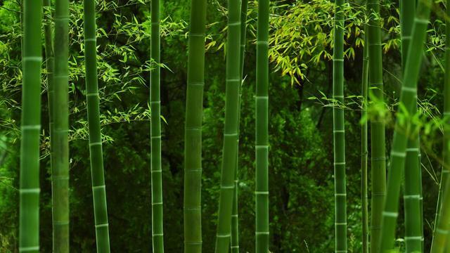 杜甫的诗10首,杜甫经典诗词欣赏