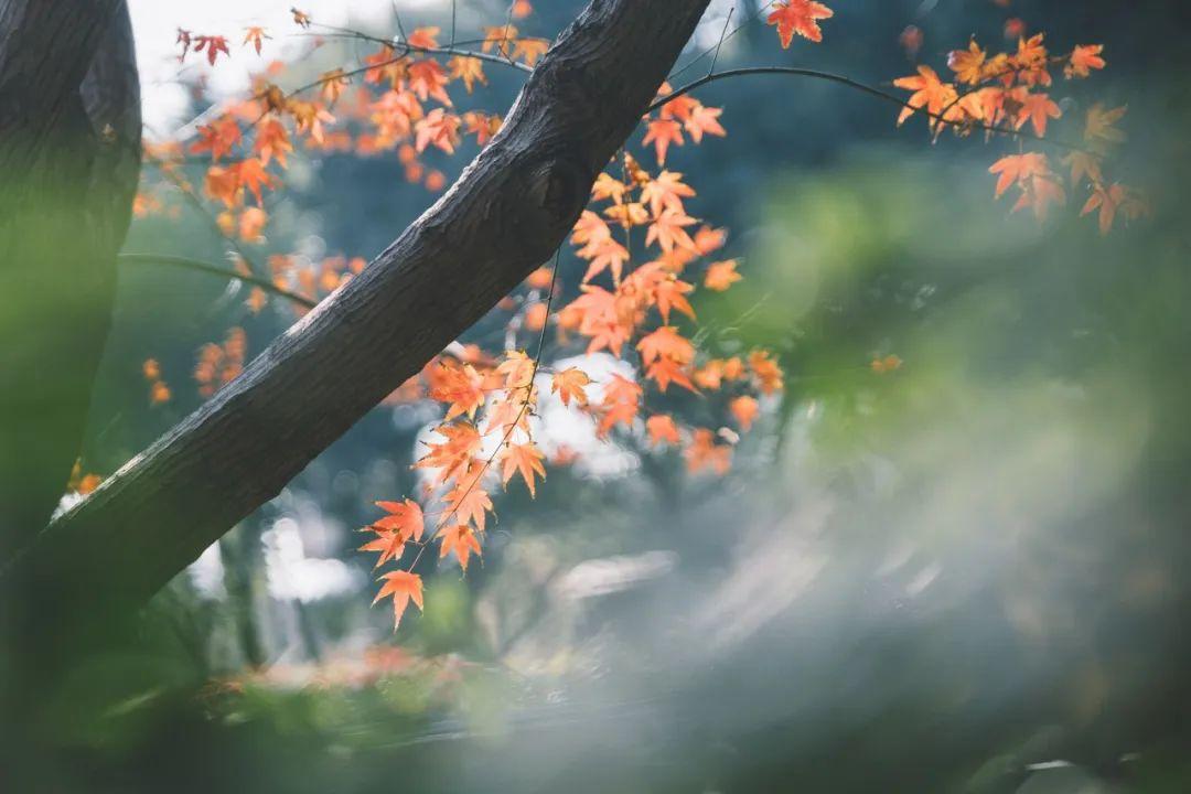 关于秋天的诗句10句,秋云潇洒,红叶胜花
