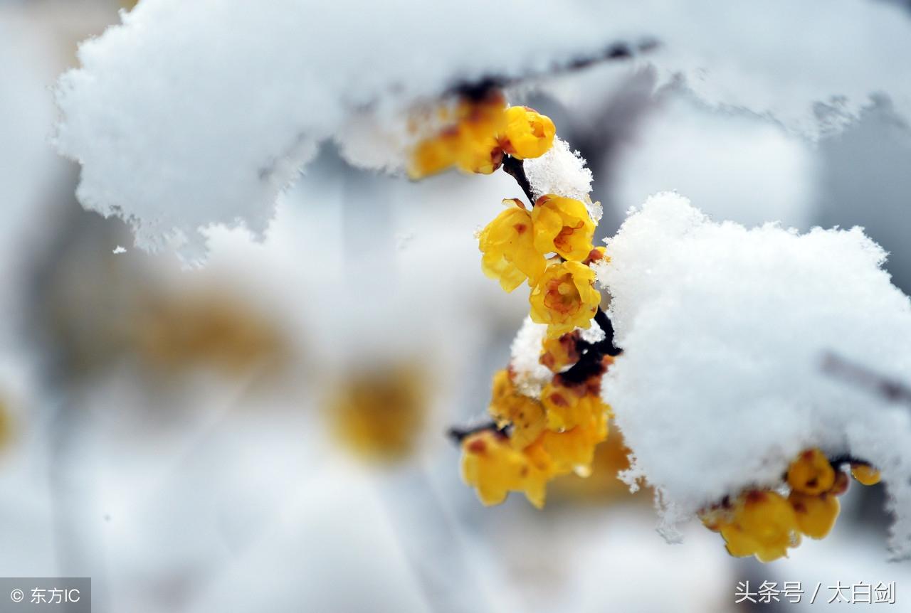 描写雪的诗句10首,雪景诗句,美到极致