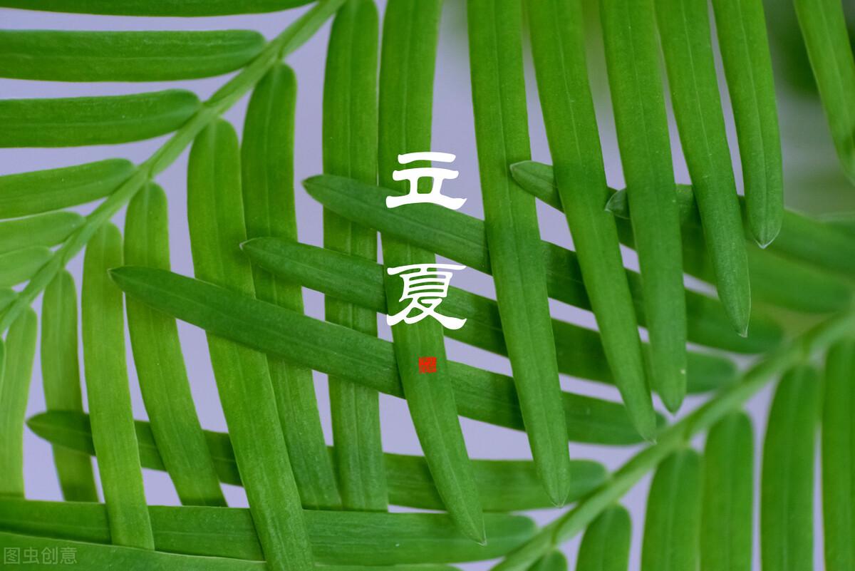 立夏文案短句15句,落花随春去,余香伴夏来
