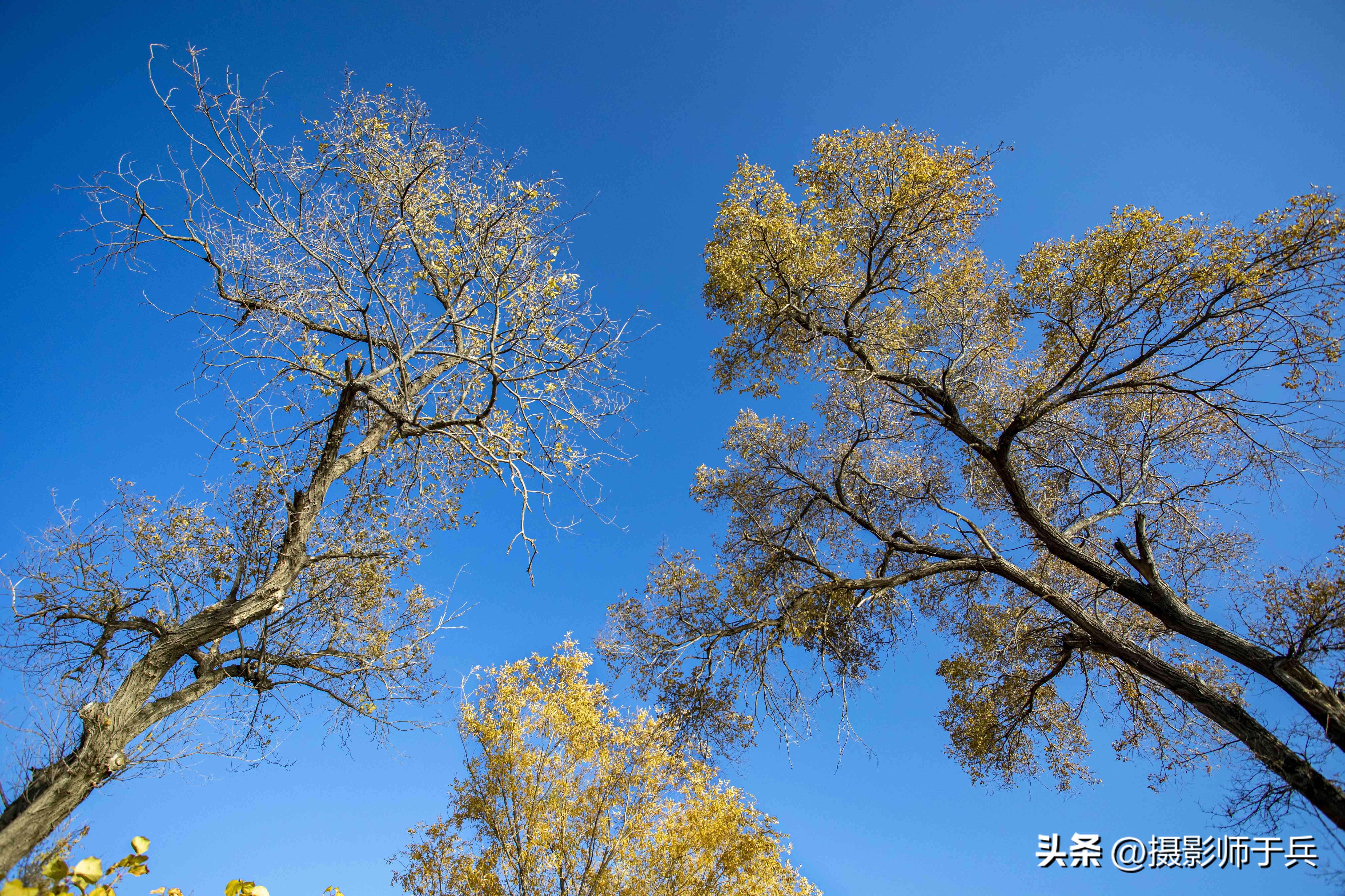 描写秋天景色的句子20句,一叶之灵,窥尽全秋