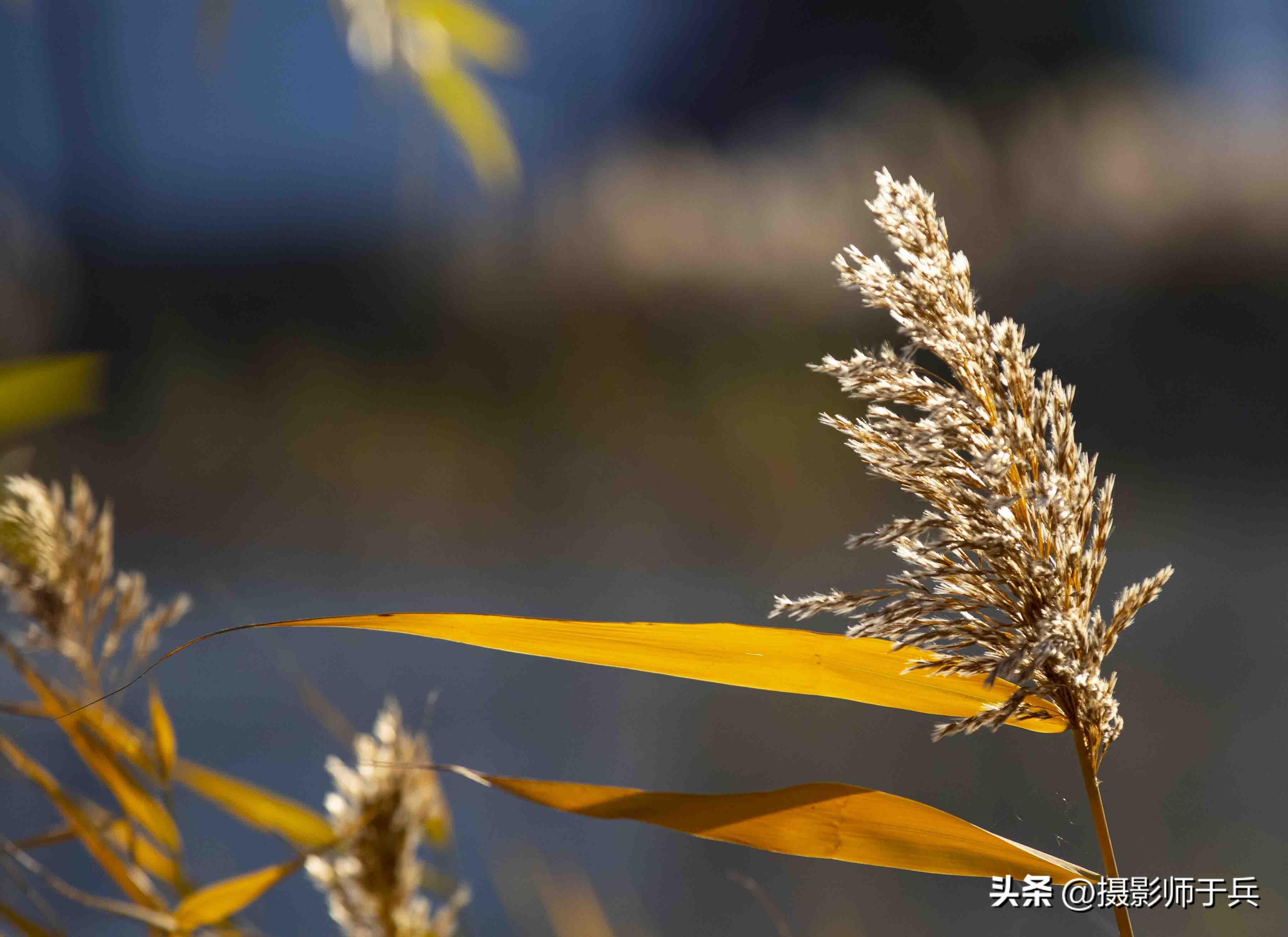 描写秋天景色的句子20句,一叶之灵,窥尽全秋