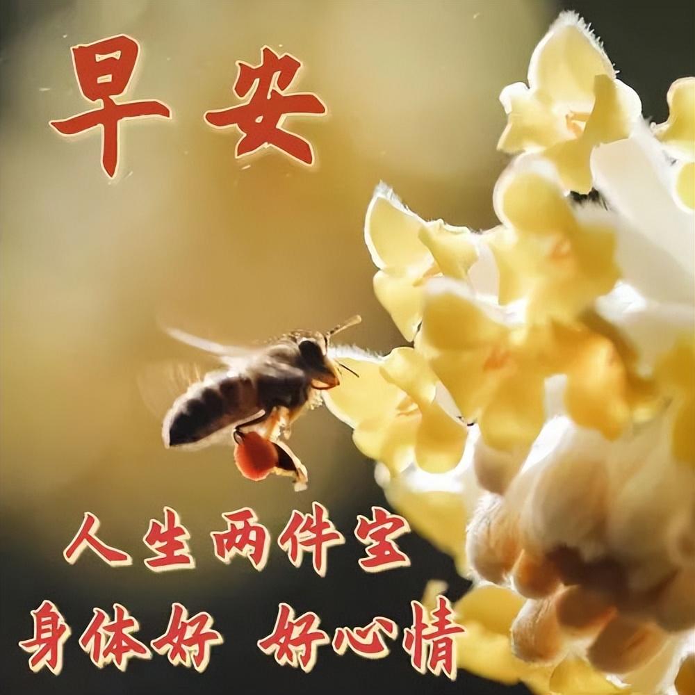 早上好真诚问候语,一声早安,平安吉祥