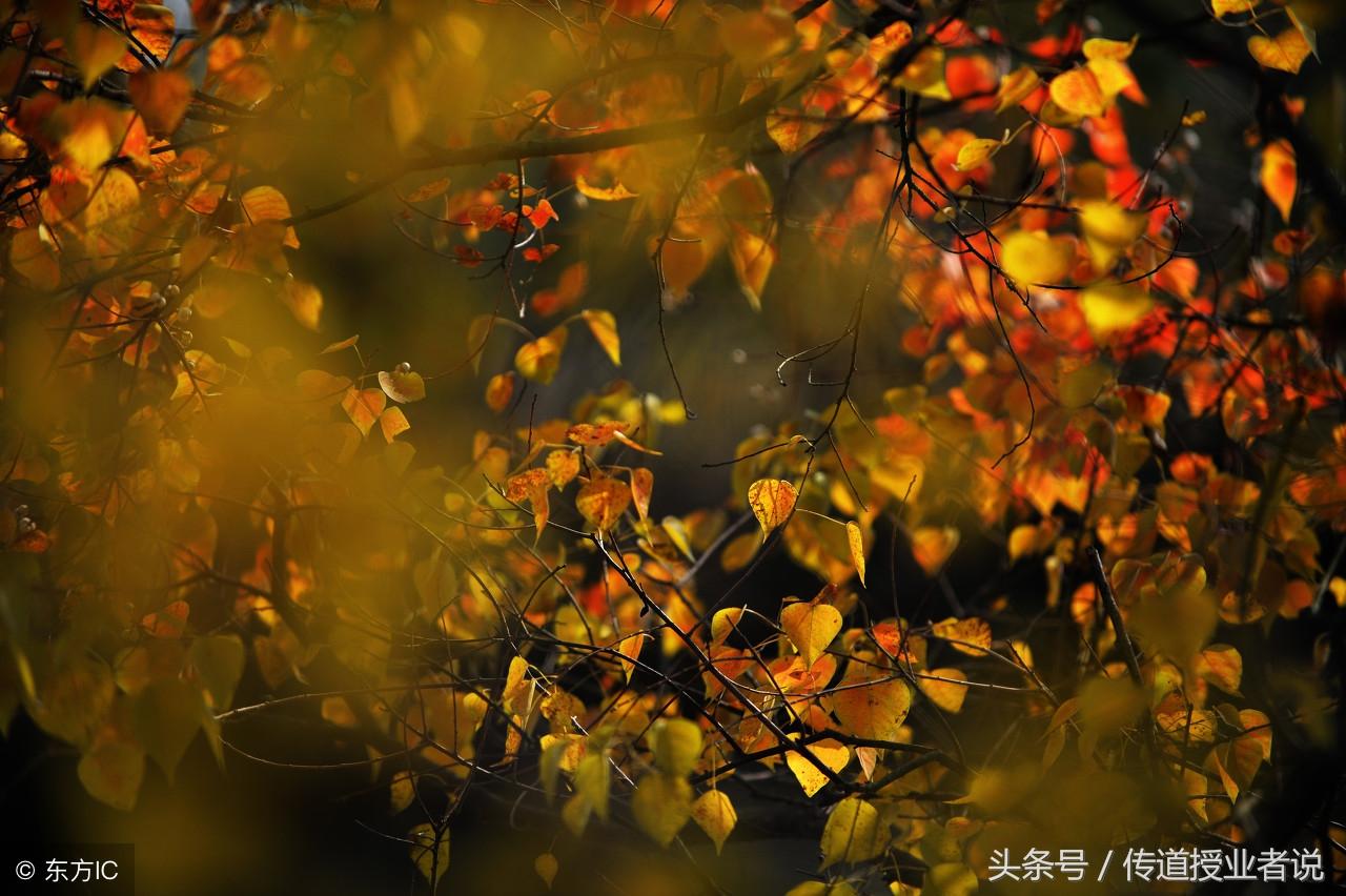 秋景作文5篇高中优秀范文(秋天的景色)