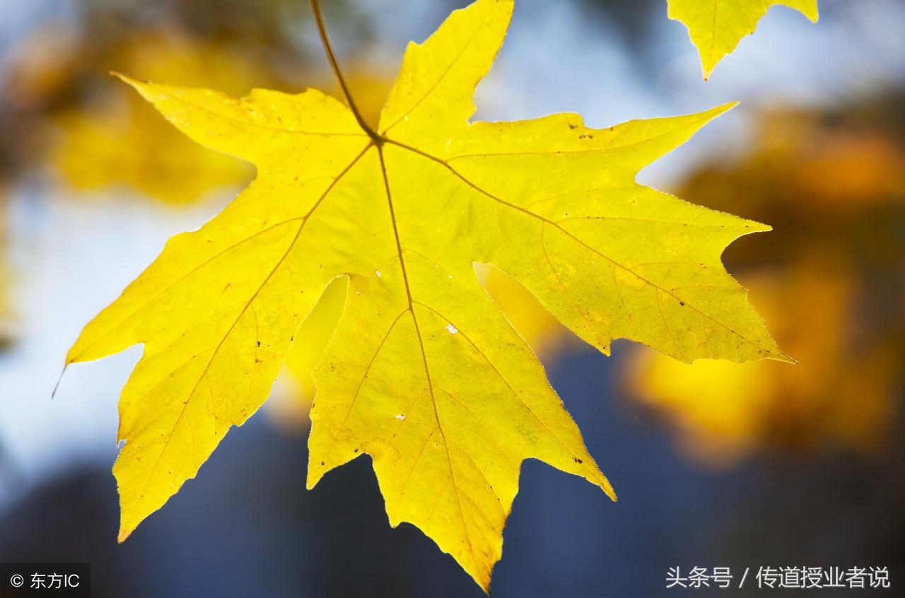 秋景作文5篇高中优秀范文(秋天的景色)
