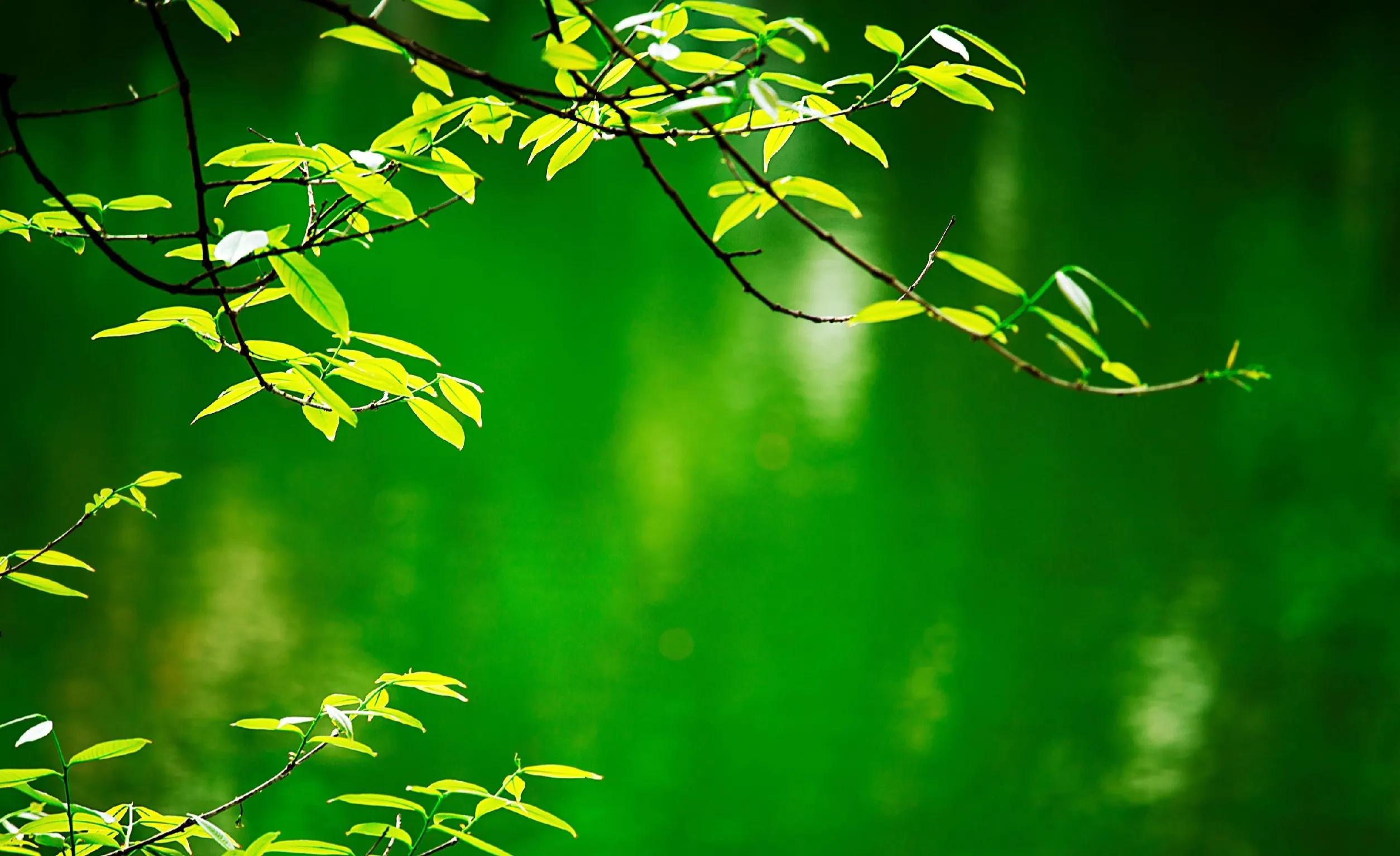 夏日祝福短信10句,给您添一份关心