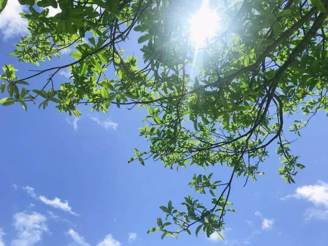 夏日祝福短信10句,给您添一份关心