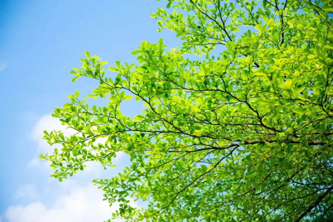 夏天的成语24句(附:来源及释义)