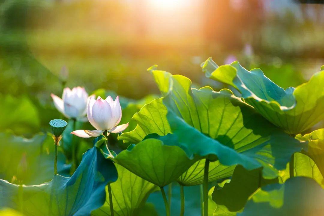 夏天的成语24句(附:来源及释义)