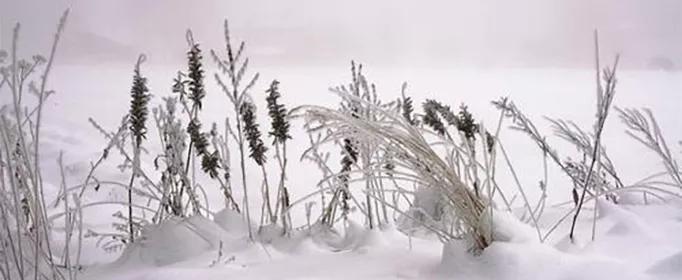 形容雪的句子16句,关于雪花的唯美句子