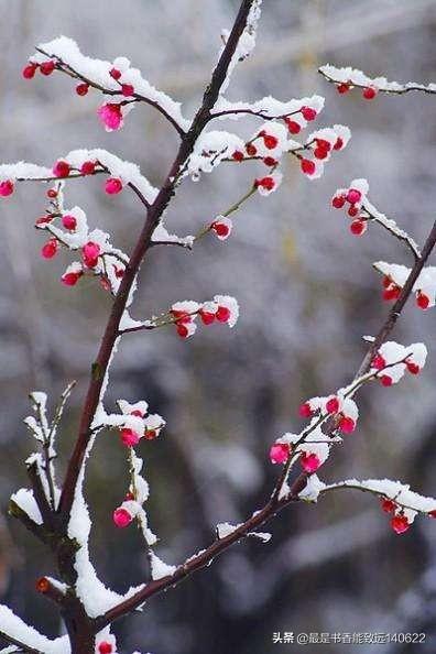 咏雪的名句100句,带你领略最美冬天!