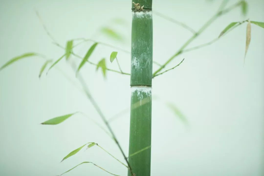 描写竹子的诗句57句,竹林清风,沁人心脾