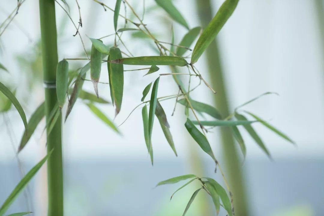 描写竹子的诗句57句,竹林清风,沁人心脾