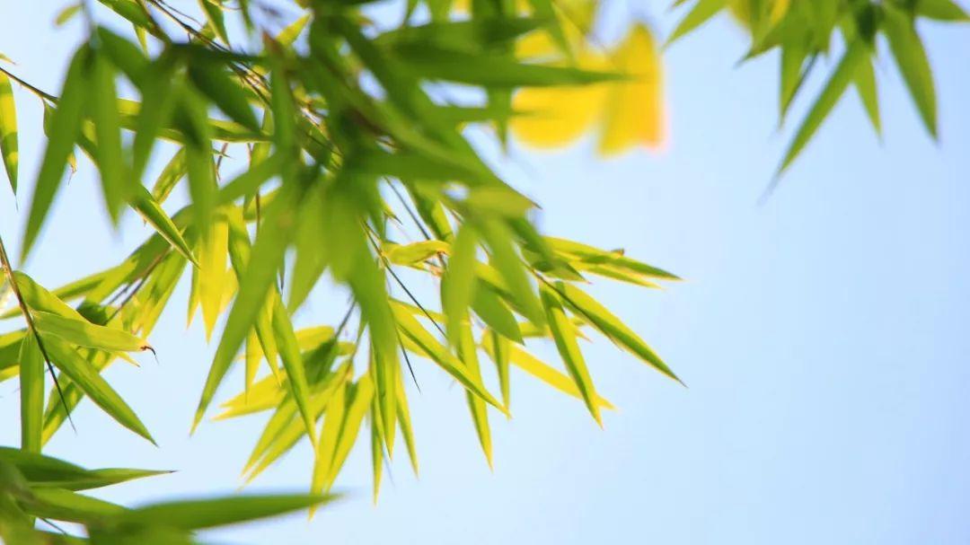 描写竹子的诗句57句,竹林清风,沁人心脾