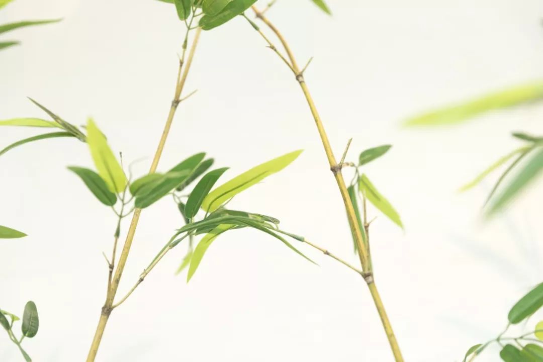 描写竹子的诗句57句,竹林清风,沁人心脾