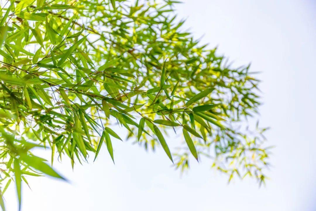 描写竹子的诗句57句,竹林清风,沁人心脾