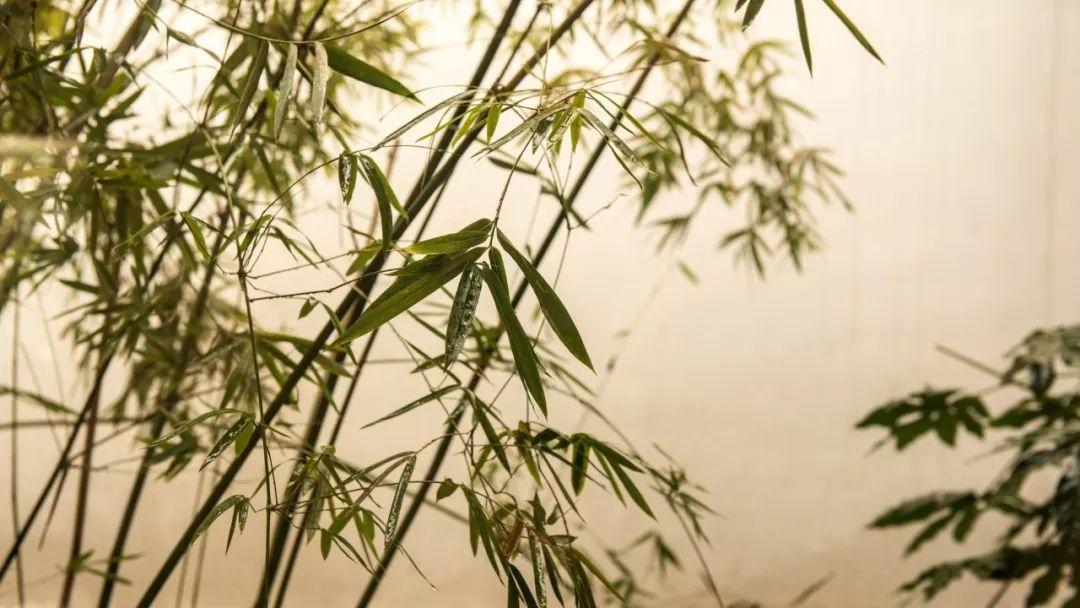 描写竹子的诗句57句,竹林清风,沁人心脾