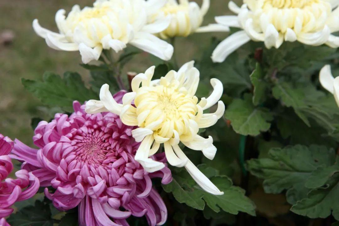 关于菊花的诗句10首,赏菊味更浓