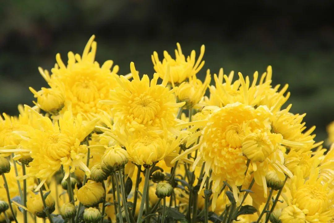 关于菊花的诗句10首,赏菊味更浓