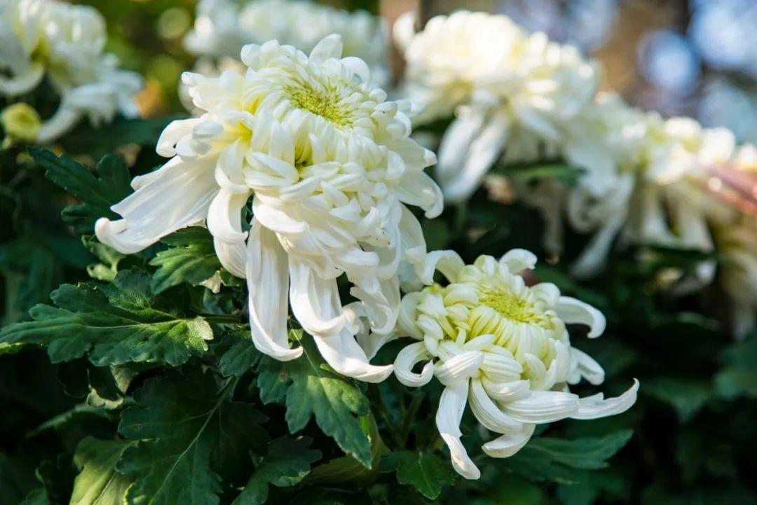关于菊花的诗句10首,赏菊味更浓