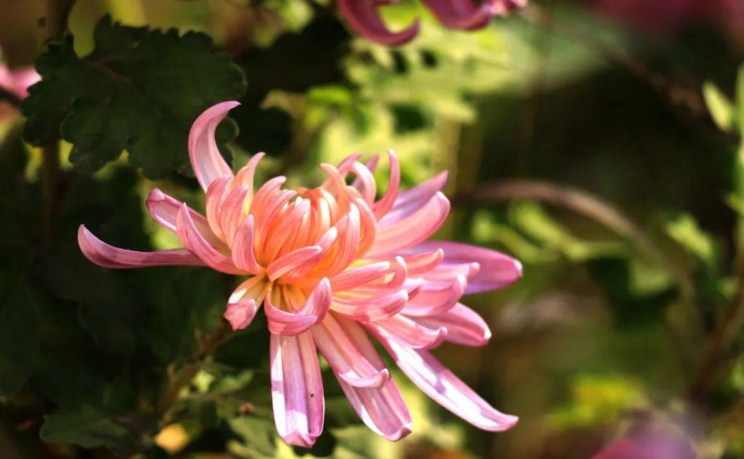 关于菊花的诗句10首,赏菊味更浓