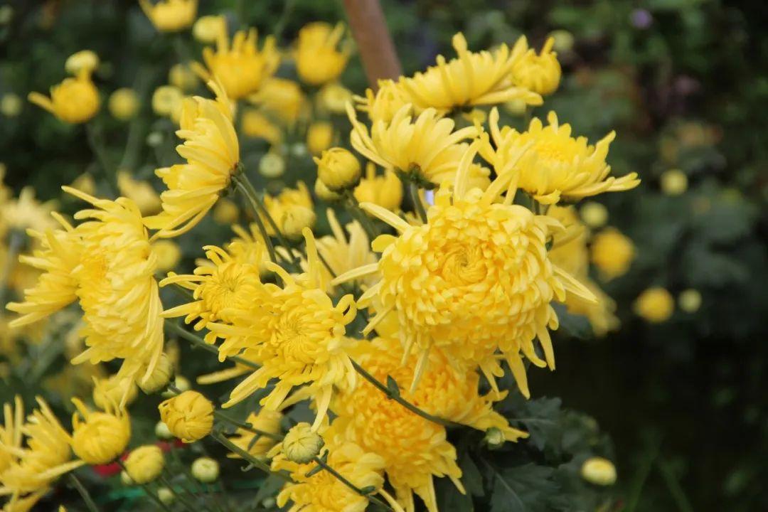 关于菊花的诗句10首,赏菊味更浓
