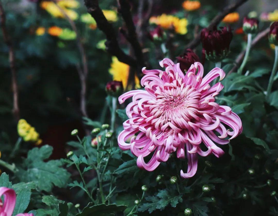 关于菊花的诗句10首,赏菊味更浓