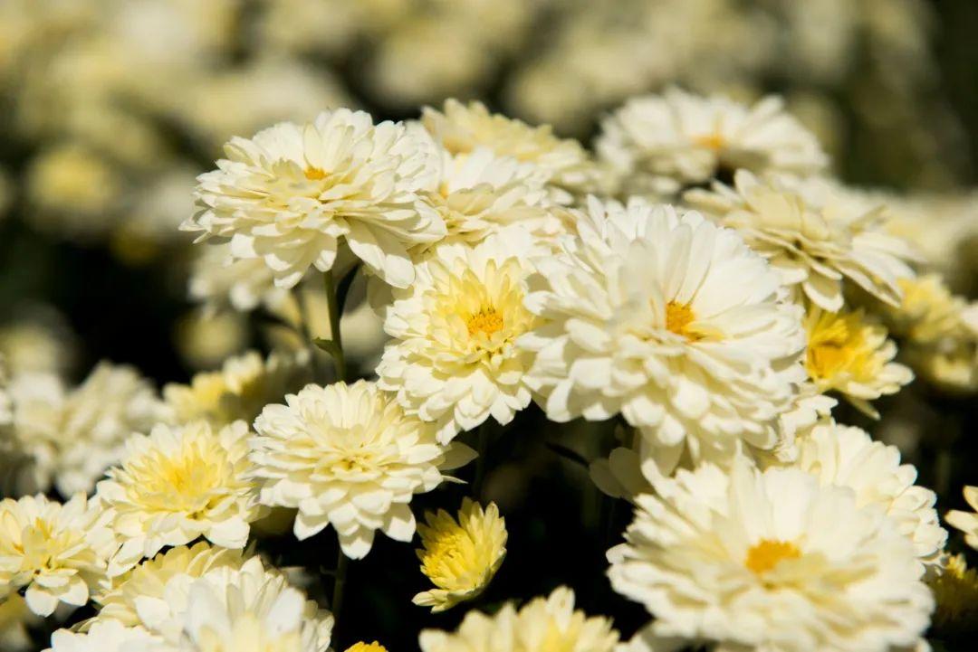 关于菊花的诗句10首,赏菊味更浓
