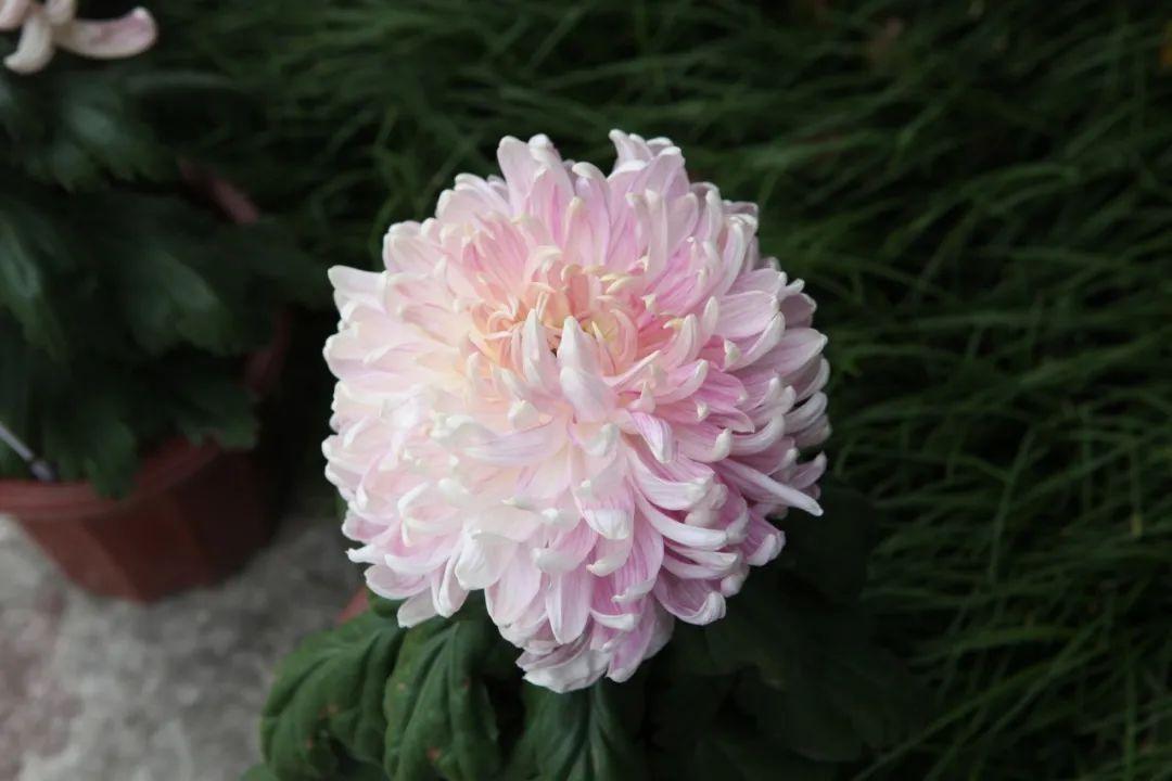 关于菊花的诗句10首,赏菊味更浓