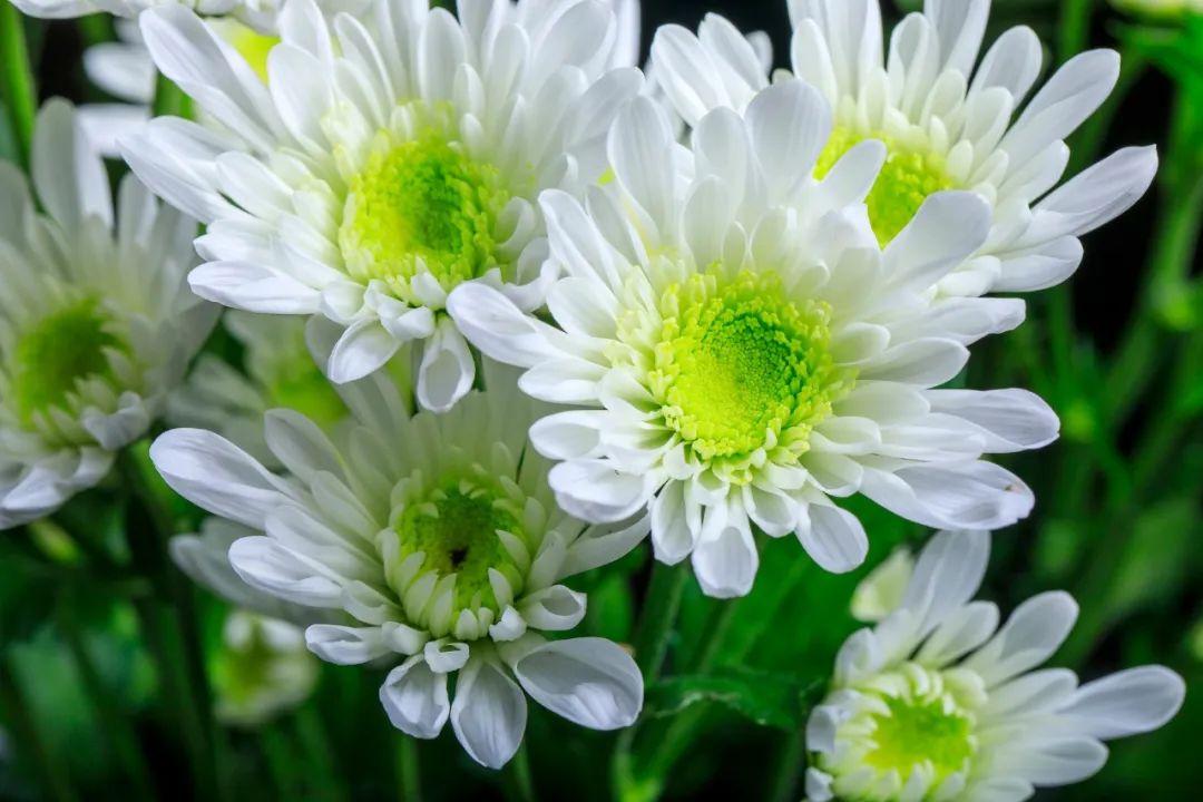 关于菊花的诗句10首,赏菊味更浓