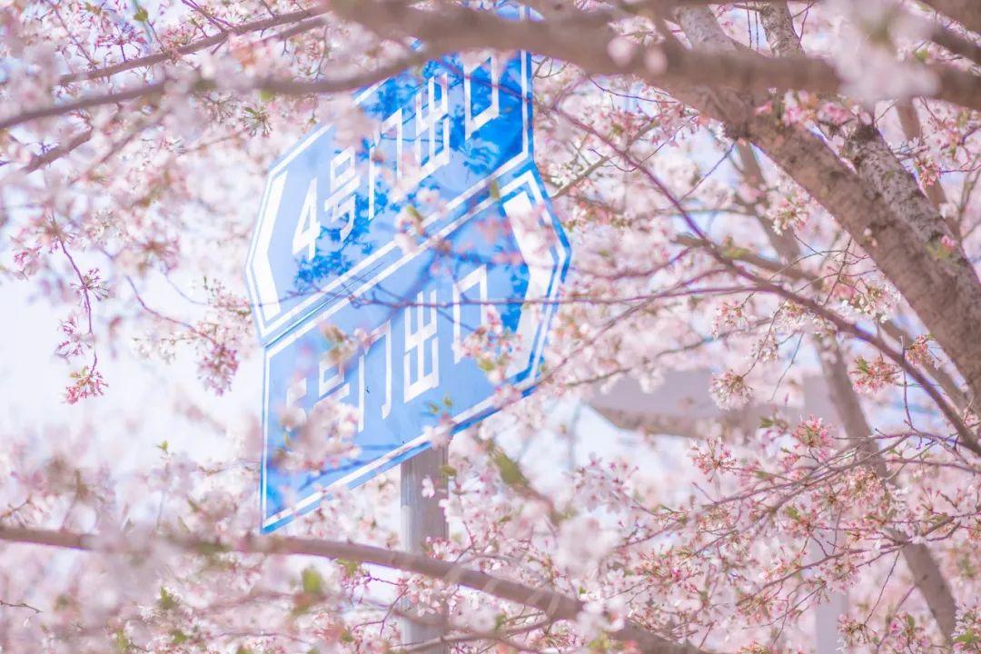 关于花的文章(花开花落,都是一种美)