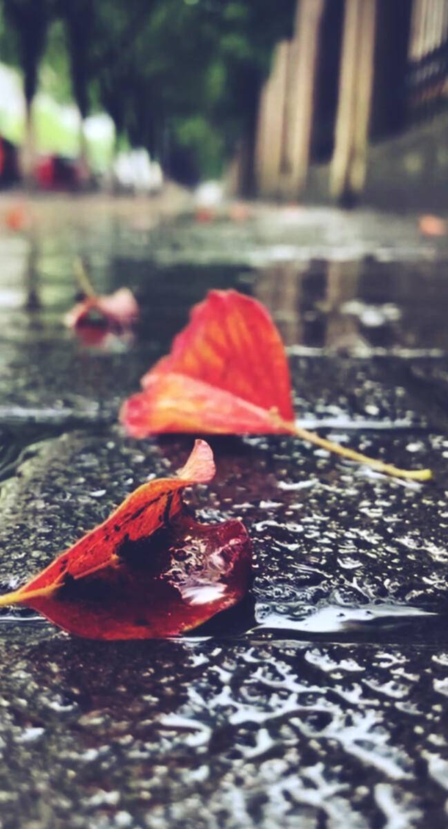 描写秋雨的文章(宜人的秋雨)