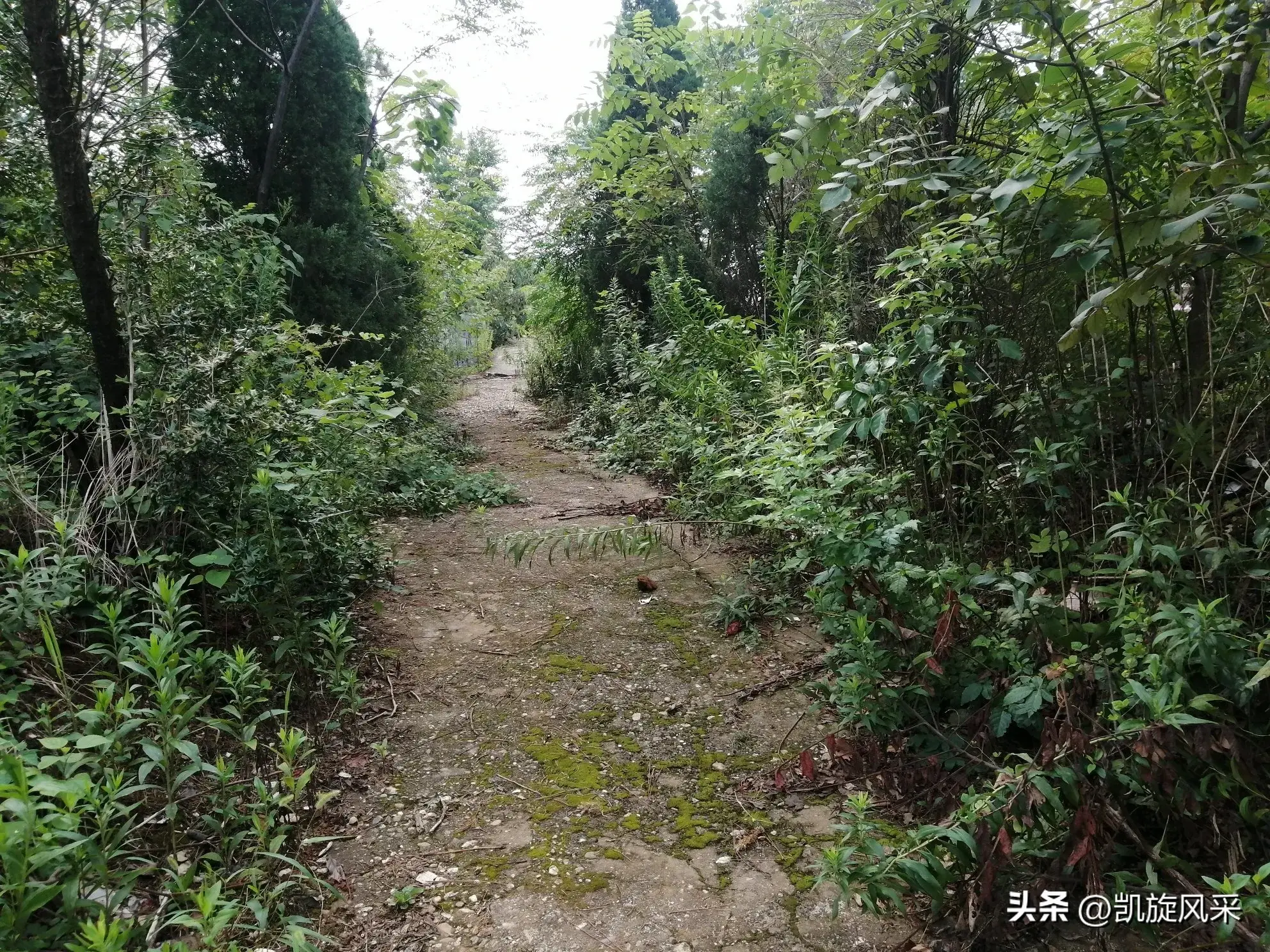 思念的文章(散文——中元,思念父亲)