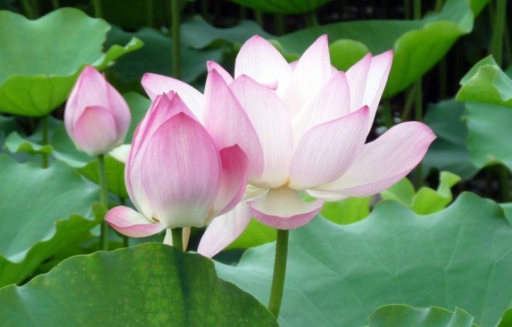 描写花的佳句50句,让你陶醉其中