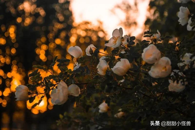关于爱的格言50句,精湛深刻,句句入骨