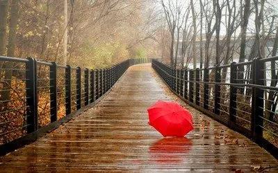 秋雨散文(秋雨绵绵,轻抚那份忧伤)