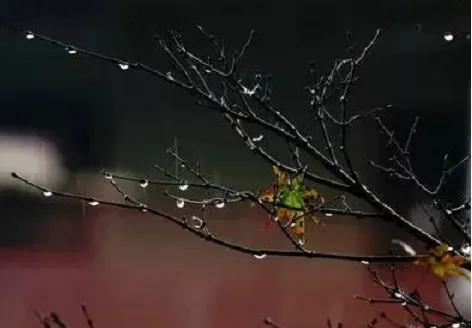 秋雨散文(秋雨绵绵,轻抚那份忧伤)