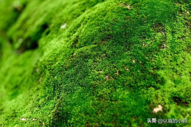 催人奋进的诗句10句,送给正在努力的你