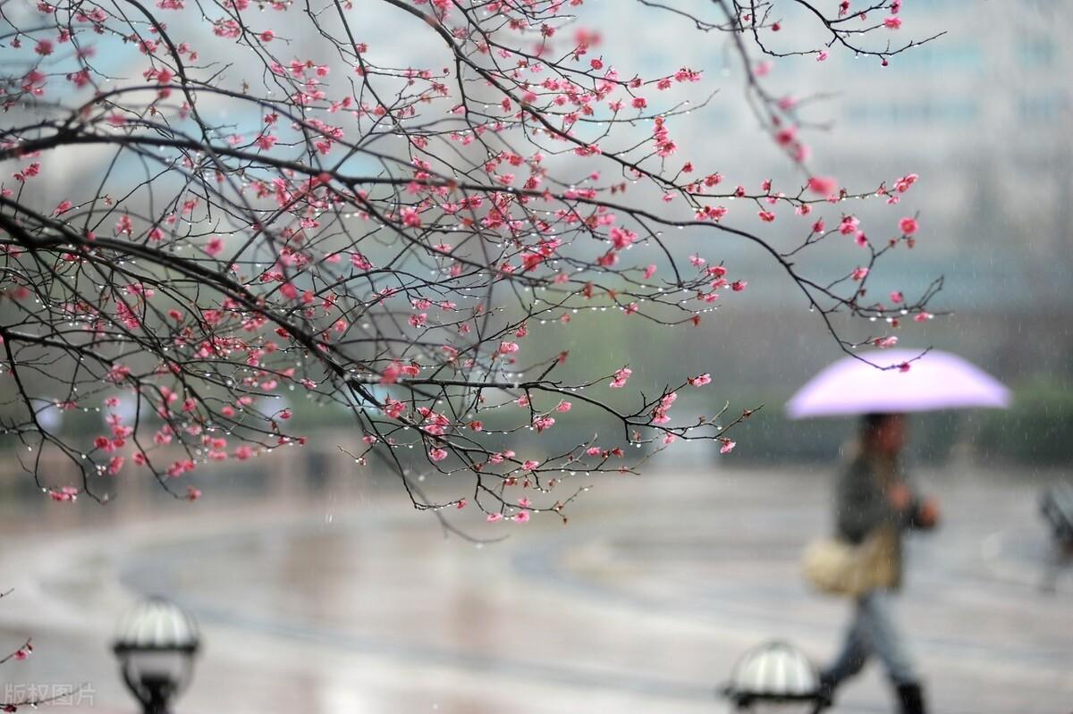 描写春雨的优美句子10句,一场春雨一场暖