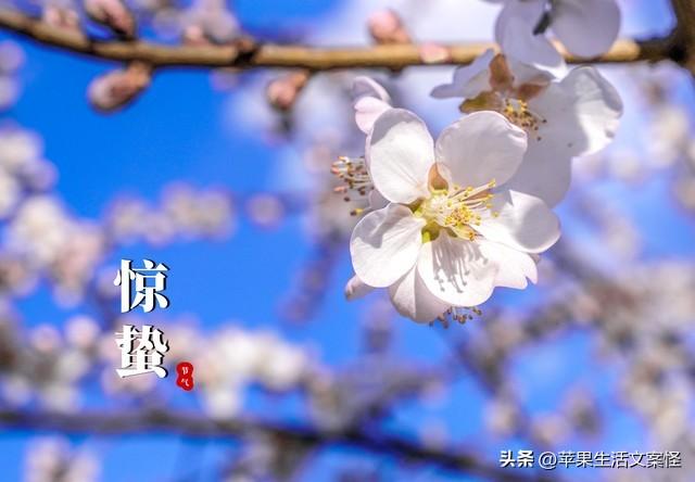 惊蛰文案20句,每一句都是春来的气息!