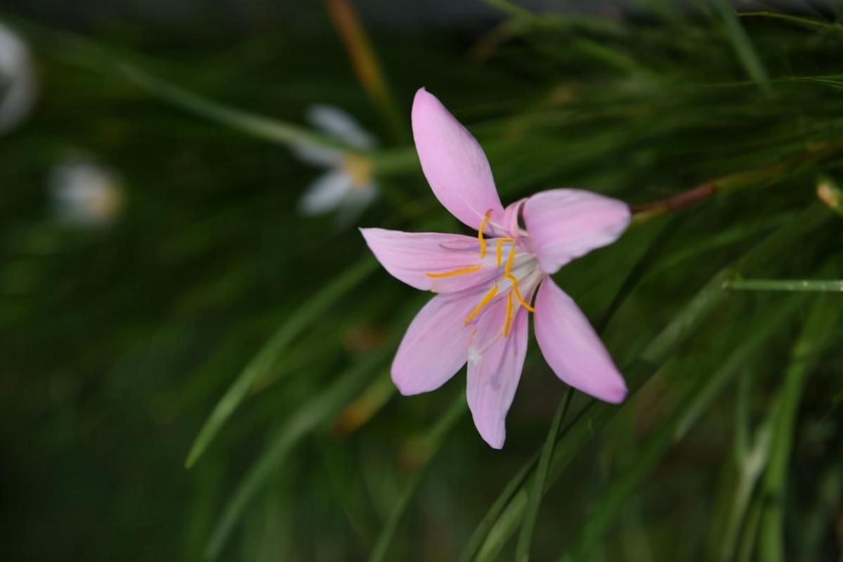 关于花的文章(美文 | 三种花)