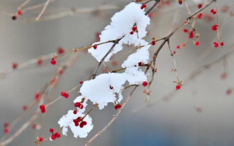 关于雪的句子40句，最美不过下雪天