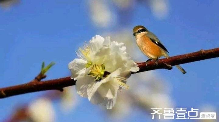 关于春的散文一篇(春天来了)